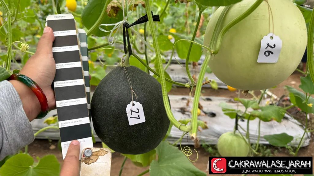 Melon Hitam Pertama di Dunia, Hasil Riset Mahasiswi UB!