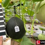 Melon Hitam Pertama di Dunia, Hasil Riset Mahasiswi UB!
