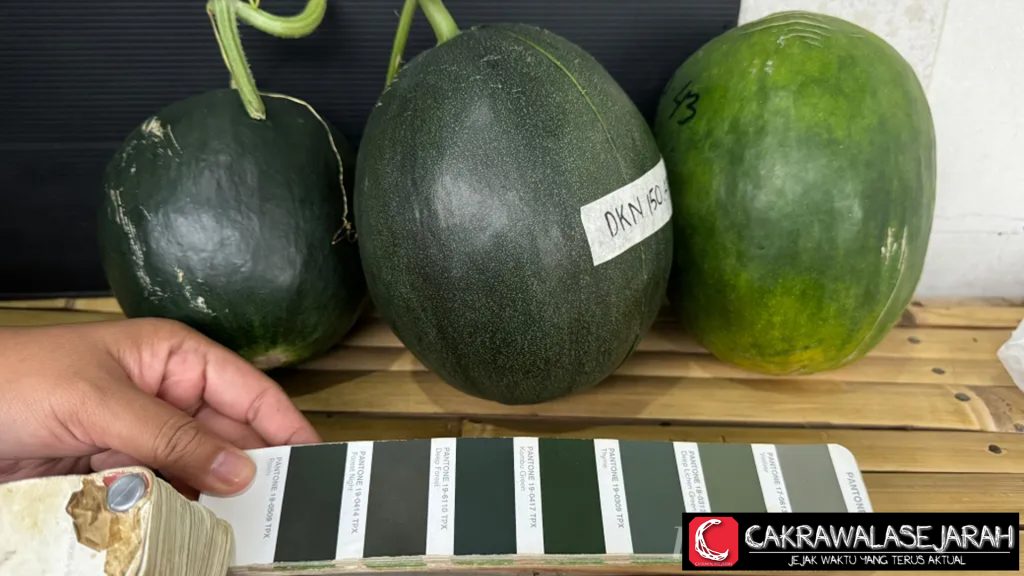 Melon Hitam Pertama di Dunia, Hasil Riset Mahasiswi UB!