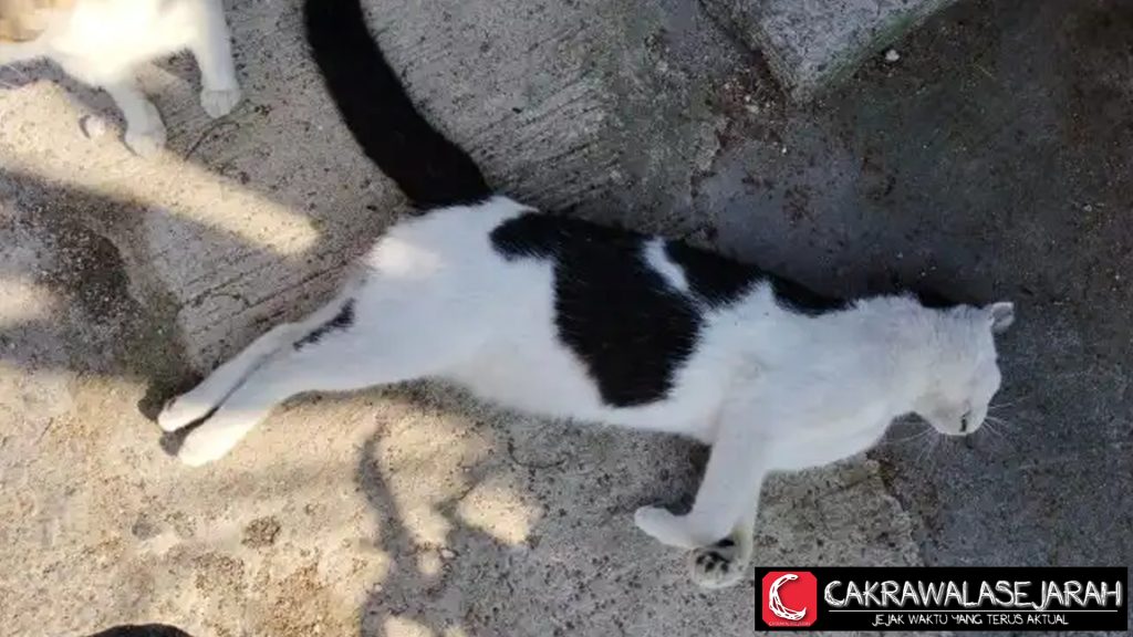Belasan Kucing Malang Mati dengan Lidah Membiru!
