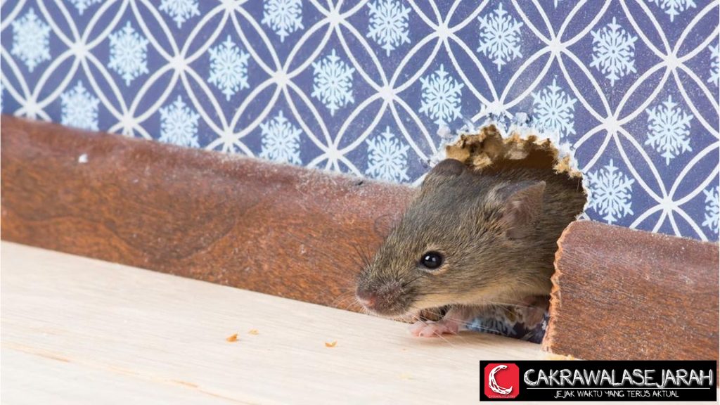 Jangan Anggap Sepele! Ini 5 Tanda Rumah Disusupi Tikus