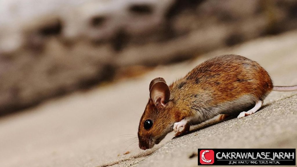 Jangan Anggap Sepele! Ini 5 Tanda Rumah Disusupi Tikus