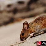 Jangan Anggap Sepele! Ini 5 Tanda Rumah Disusupi Tikus