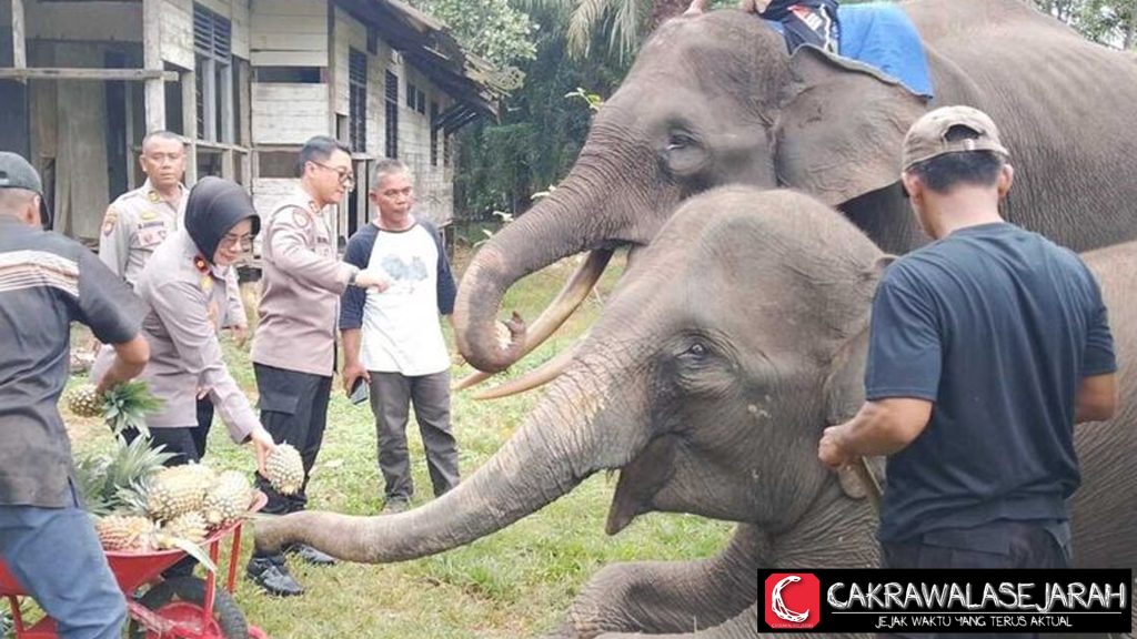 Bantu Gajah PLG Sebanga Polisi Kirim Dead 1 Pikap Nanas