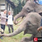 Bantu Gajah PLG Sebanga Polisi Kirim Dead 1 Pikap Nanas