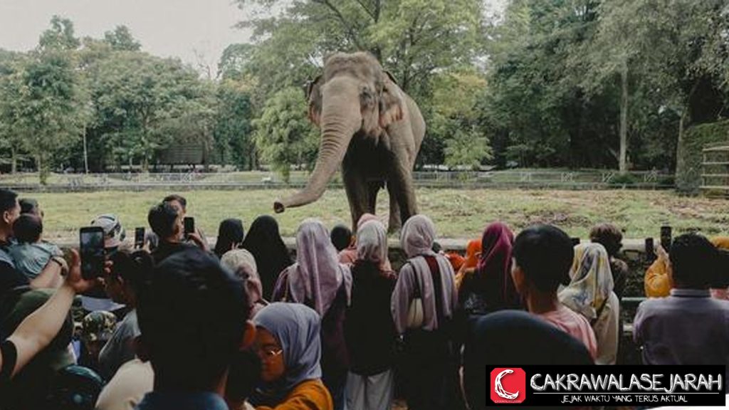 Bantu Gajah PLG Sebanga Polisi Kirim Dead 1 Pikap Nanas