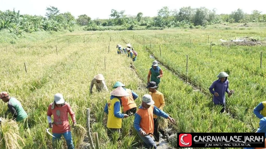 Ketahanan Pangan Super Hasilkan 159 Ton Padi