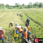 Ketahanan Pangan Super Hasilkan 159 Ton Padi