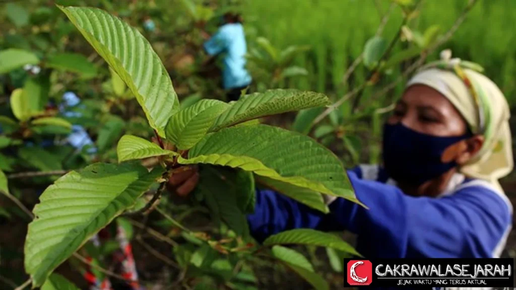 Kratom RI DPR Happy Target 2025 Regulasi Tuntas!