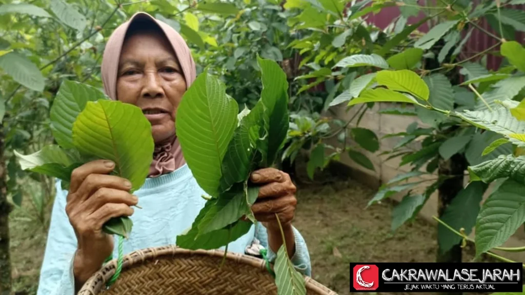 Kratom RI DPR Happy Target 2025 Regulasi Tuntas!