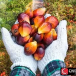 Saham Sawit: Koleksi Sekarang, Untung Kemudian?