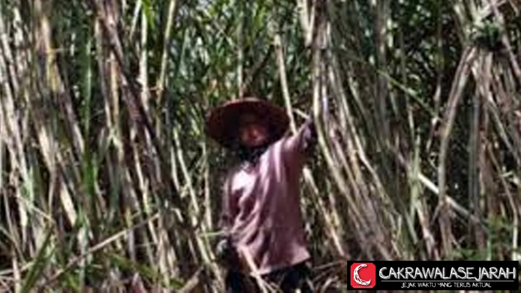 Kebun Tebu: Untung Rugi Industri Gula Kita