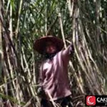 Kebun Tebu: Untung Rugi Industri Gula Kita
