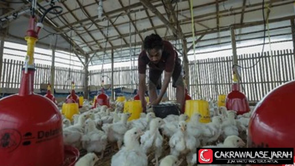 Harga Ayam Hidup Turun ke Rp18 Ribu