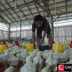 Harga Ayam Hidup Turun ke Rp18 Ribu