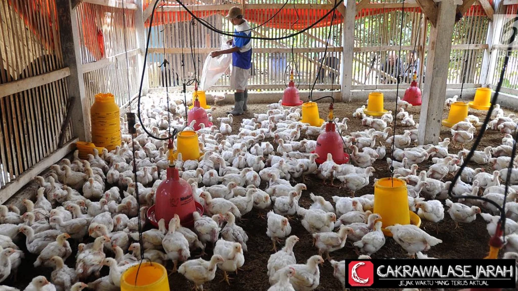 Harga Ayam Hidup Turun ke Rp18 Ribu